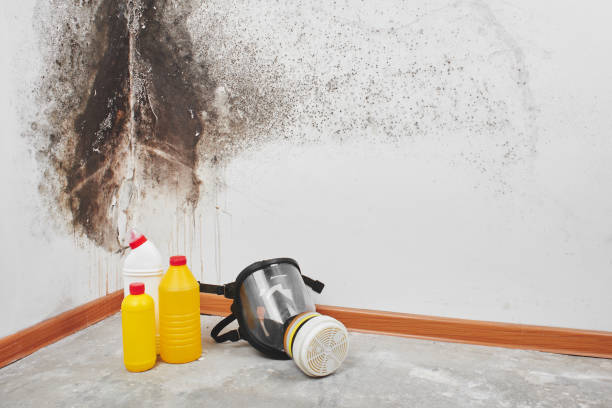 Best Toxic Mold Removal  in Stanberry, MO