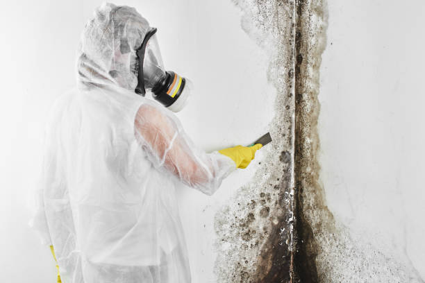 Best Certified Mold Removal  in Stanberry, MO