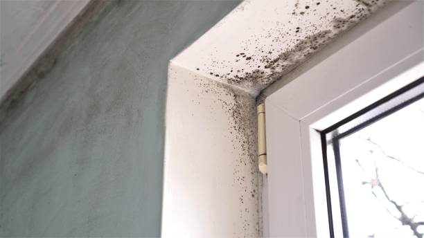 Trusted Stanberry, MO Mold Removal Experts