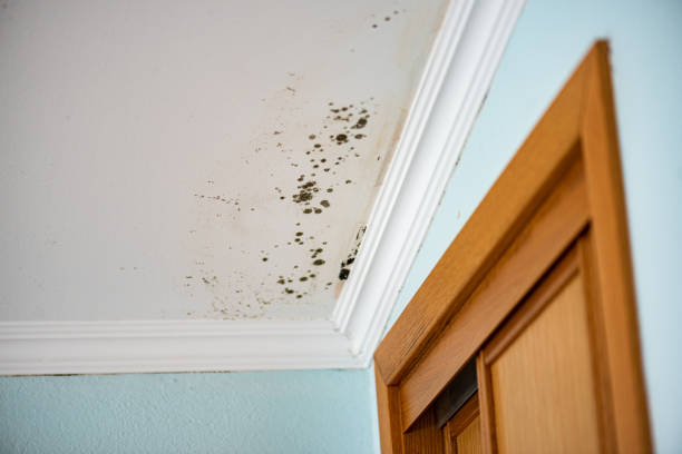 Best Black Mold Removal  in Stanberry, MO