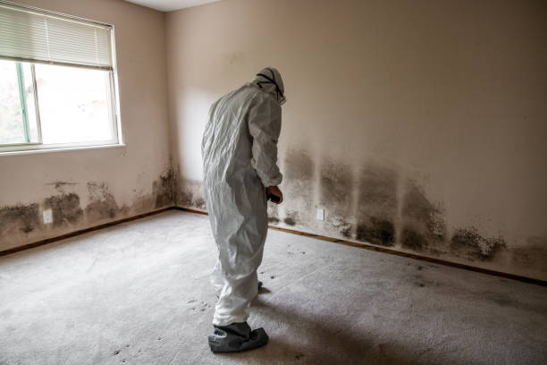 Attic Mold Removal in Stanberry, MO