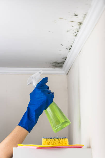 Best Residential Mold Removal  in Stanberry, MO